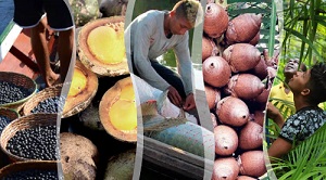 A importância do conhecimento e promoção da biodiversidade brasileira 